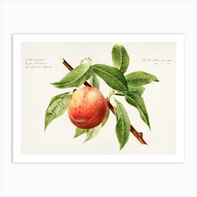 Peach On A Branch Art Print