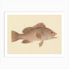 Unidentified Fish, Luigi Balugani 9 Art Print