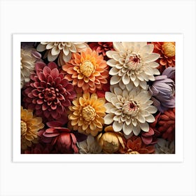 Colorful Dahlias Art Print