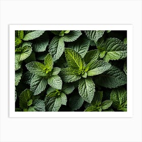 Close Up Of Mint Leaves 3 Art Print