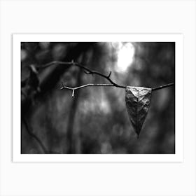 Hanging Leaf BW Art Print