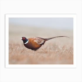 Pheasant On Foggy Morning Art Print