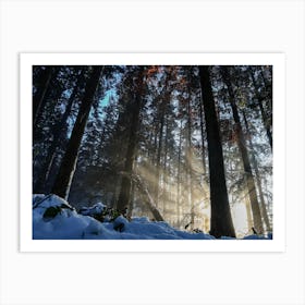 Snowy forest in a picturesque view Art Print