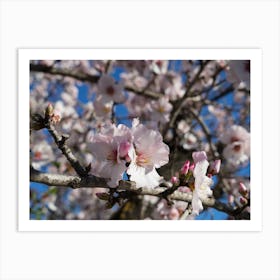 Pink almond blossoms and buds in spring Art Print