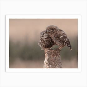 Mama And Baby Burrowing Owls Art Print