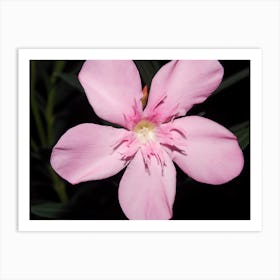 Pink Oleander Art Print