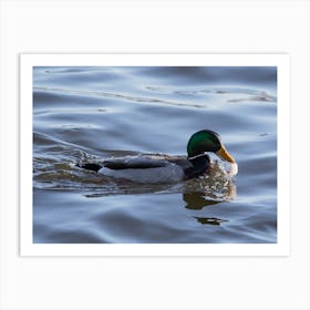 Male Mallard Eating Fish Art Print