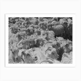 Goats On Ranch Of Rehabilitation Borrower In Kimble County, Texas By Russell Lee Art Print