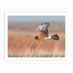 Coopers Hawk Hunting Art Print