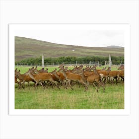 Running Herd Of Deer Scotland Art Print