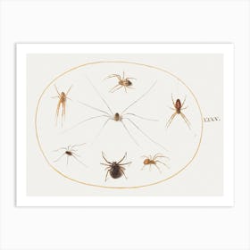 Eight Spiders (1575–1580), Joris Hoefnagel Art Print