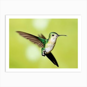 Hummingbird Art Print