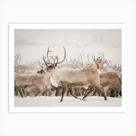 Reindeer Herd Art Print