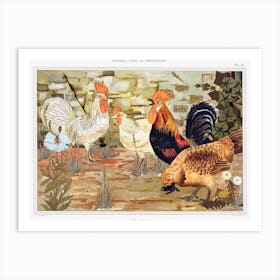 Roosters And Hens From The Animal In The Decoration (1897), Maurice Pillard Verneuil Art Print