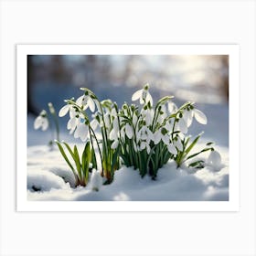 Snowdrops In The Snow 3 Art Print