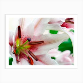 Pink Flower Lily (2008) Art Print