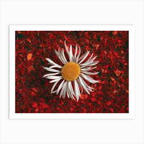 Daisy In Red Art Print