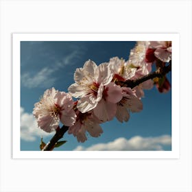 Blooming sakura branch 1 Art Print