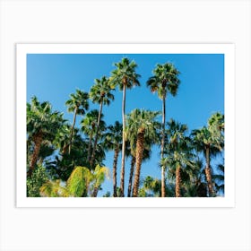Palm Springs Palms III Art Print