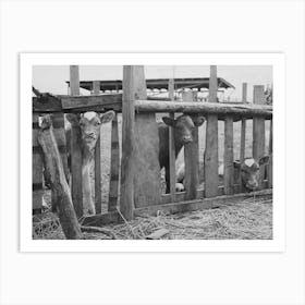 Calves On Farm Of Fsa (Farm Security Administration) Rehabilitation Borrower, Vale Owyhee Irrigation Project, Malhe Art Print