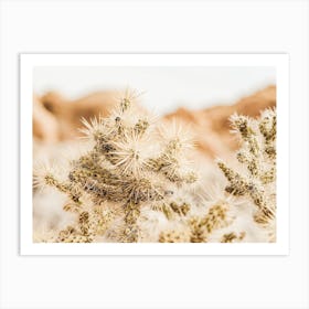 Desert Cholla Cactus Art Print