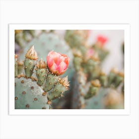 Cactus Flower Closeup Art Print