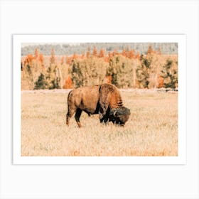 Bison In Fall Art Print