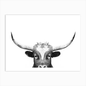 Peeking Longhorn Affiche