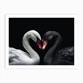 Black And White Swan Art Print
