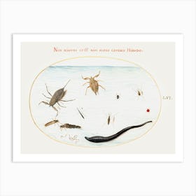 Water Scorpion, Water Measurer, Pond Skater, Red Water Mite, Leech And Other Water Insects, Joris Hoefnagel Art Print