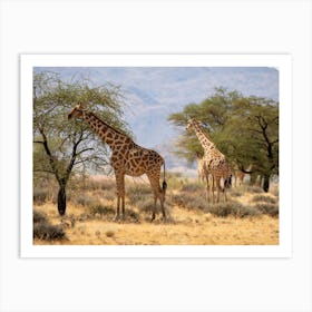 Giraffes In The Namib Desert Solitaire Namibia Affiche