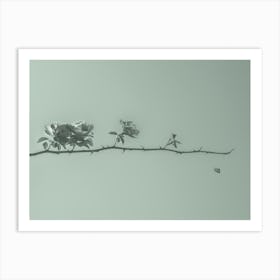 Life. Roses On A Branch With Thorns. Monochrome. Minimalism Art Print