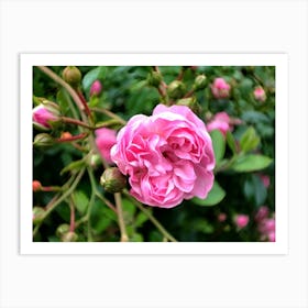 Pink Rose Art Print