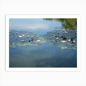 Water lilies and reflection of the sky in a pond Art Print