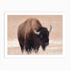 Bull Bison Art Print