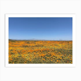 Antelope Valley - poppy flower field Art Print