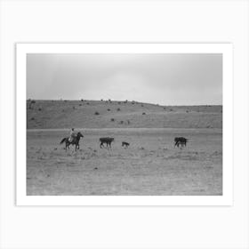 Untitled Photo, Possibly Related To Cutting Out Calves From Herd,Roundup Near Marfa, Texas By Russell Lee Art Print