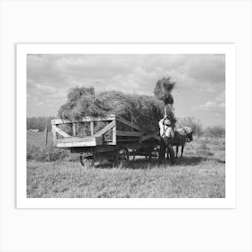 J W Panchot Pitching Alfalfa Hay On Farm Near Northome, Minnesota By Russell Lee Art Print