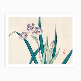 Asian Iris 1 Art Print