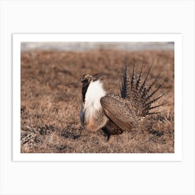 Male Sage Grouse Art Print