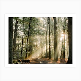 Magestic Sunrise in the Forest Art Print