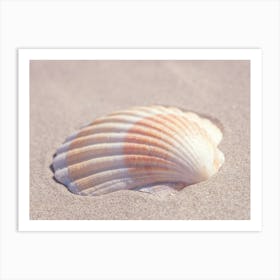 Neutral tones seashell in beige and orange - coastal nature and travel photography by Christa Stroo Photography Art Print