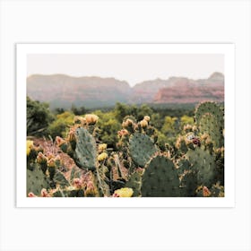 High Desert Cactus Flowers Art Print