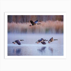 Canadian Geese In V Formation Soaring Above A Duck Pond Reflections In Water Contrast Of Flapping Art Print