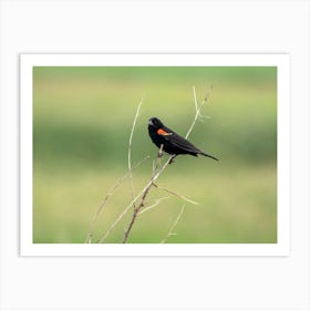 Redwinged Blackbird In The Meadow Art Print