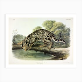 Leopard Cat, John James Audubon Art Print