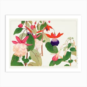 Fuchsia 1 Art Print