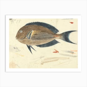 A Fish, Luigi Balugani (2) Art Print