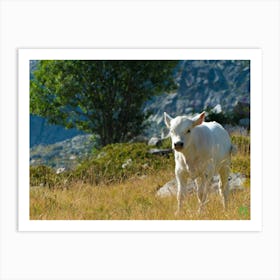 White Cow In The Mountains 20210825 139ppub Art Print