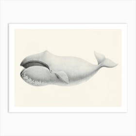 Bowhead Whale, Charles Melville Scammon Art Print